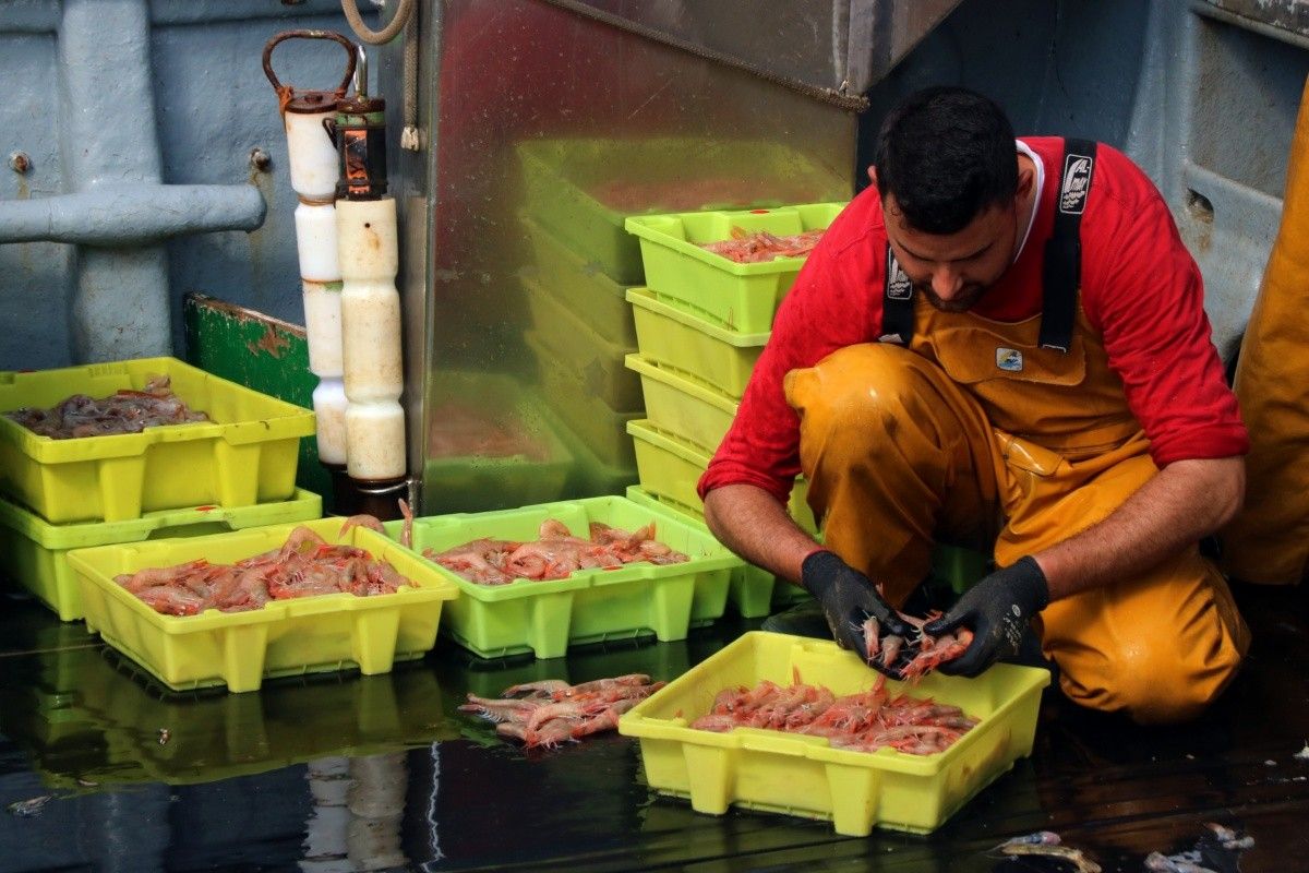 Les llotges estan a un pas de quedar-se sense gamba vermella fresca aquest Nadal. 