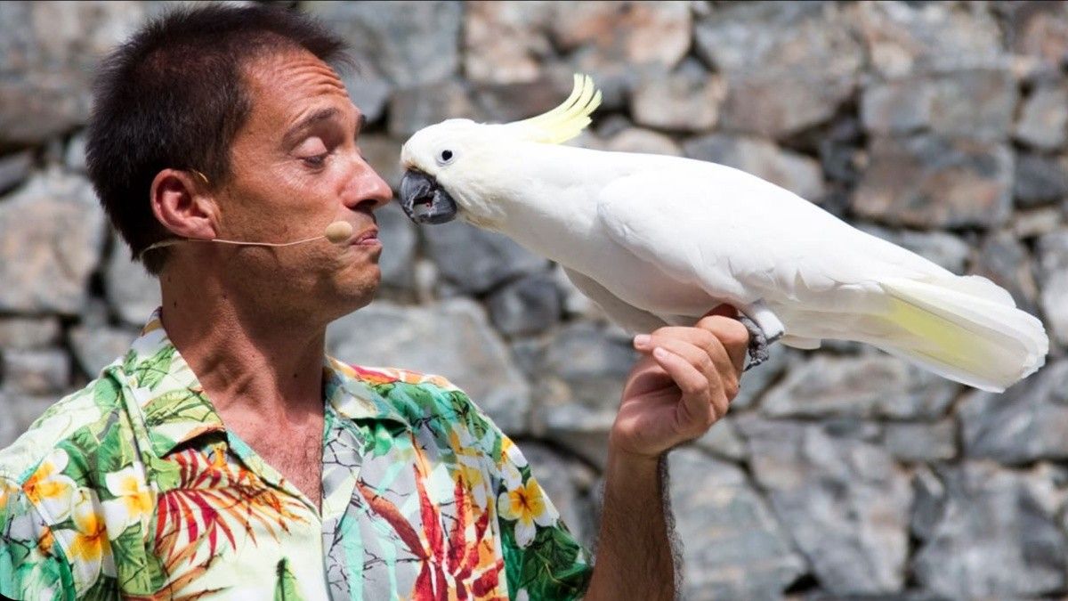 L'espectacle 'Aves del Paraíso' es va acomiadar de PortAventura World després de gairebé 30 anys.