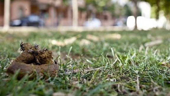 Imatge d'un excrement de gos al carrer