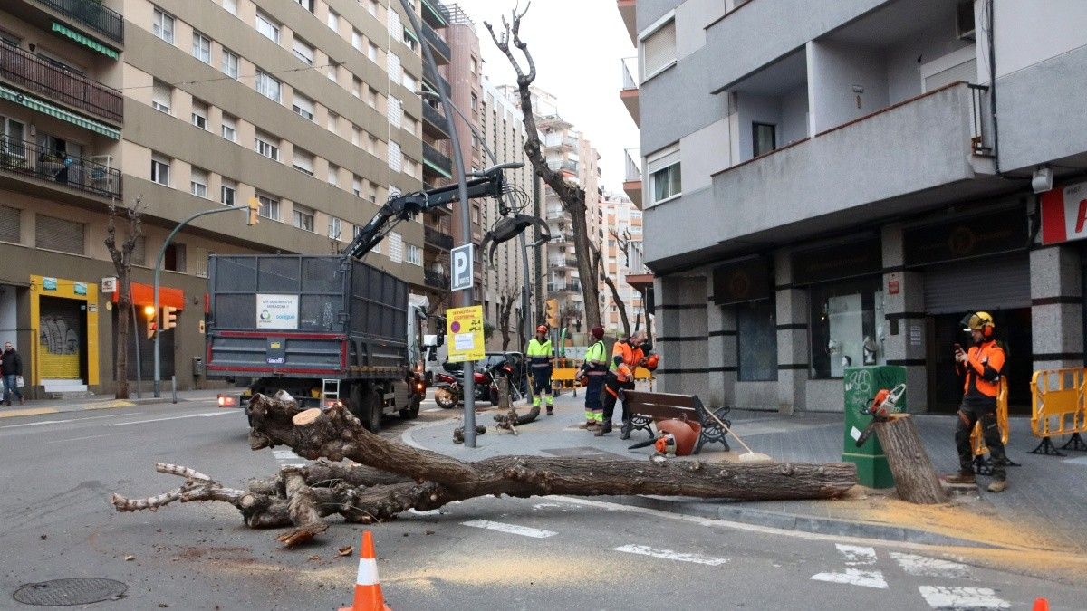 Un dels arbres talats al carrer Ramón y Cajal de Tarragona per la Brigada Municipal.