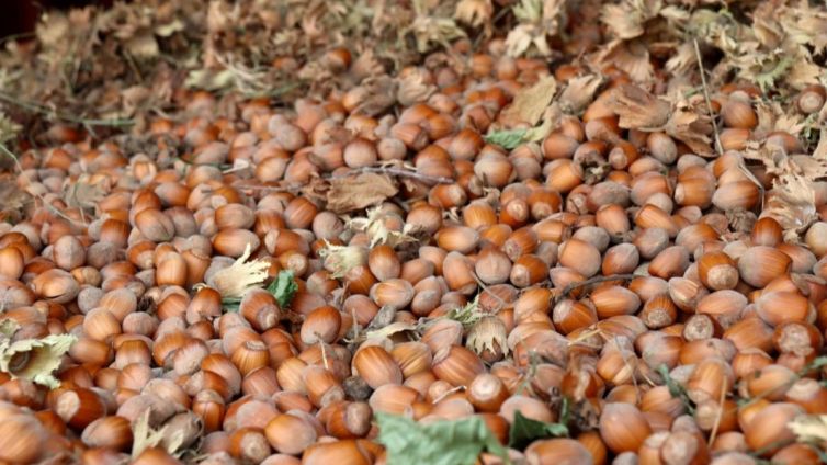 avellanes vilallonga del camp acn nacio