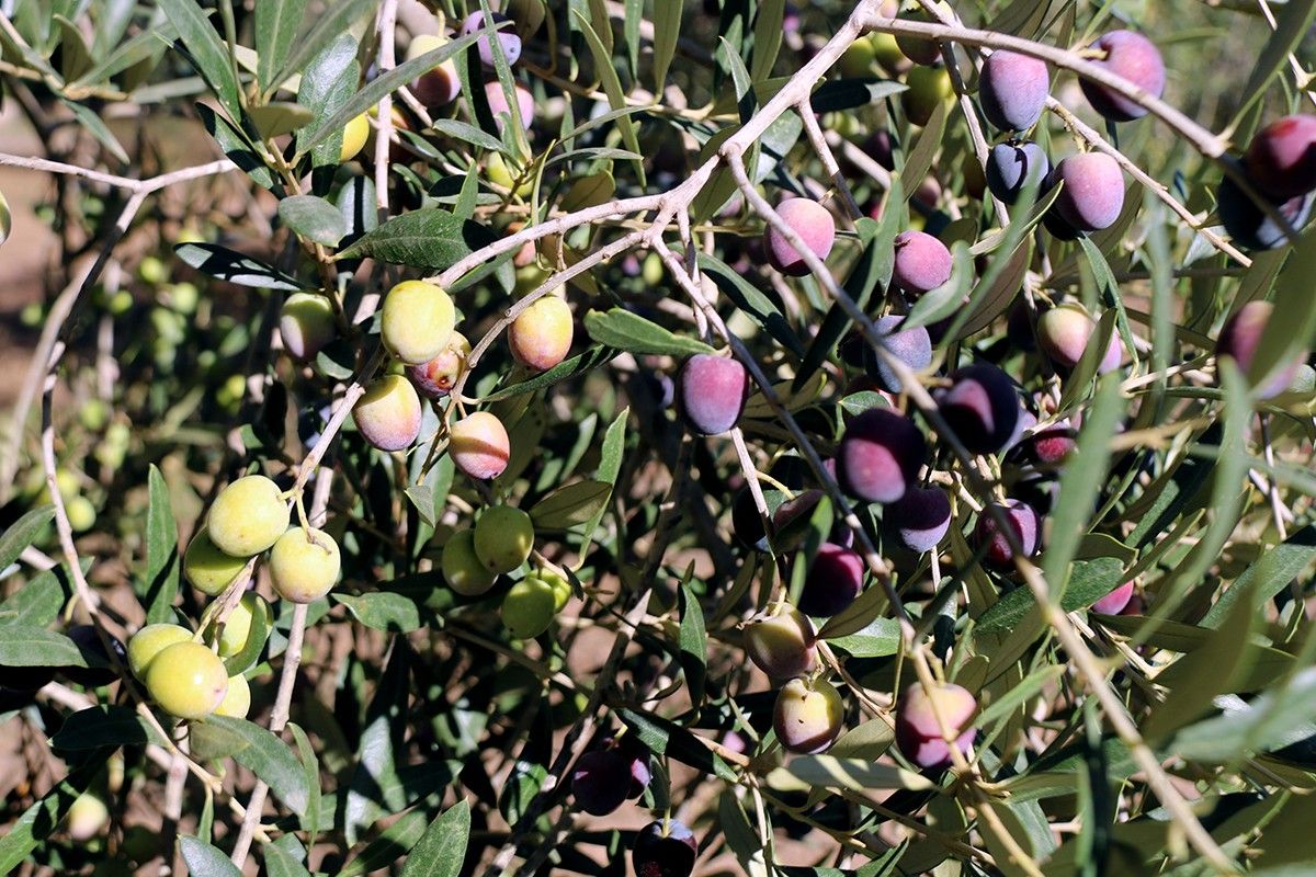 Unió de Pagesos xifra en més del 80% les pèrdues en la collita de l'olivera.