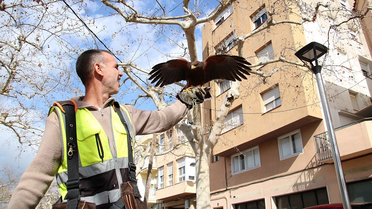 Un dels falcons utilitzats per fer frenar les poblacions de coloms i estornells arribant a la mà d'un dels treballadors de l'empresa contractada per l'Ajuntament del Morell per fer els controls biològics.