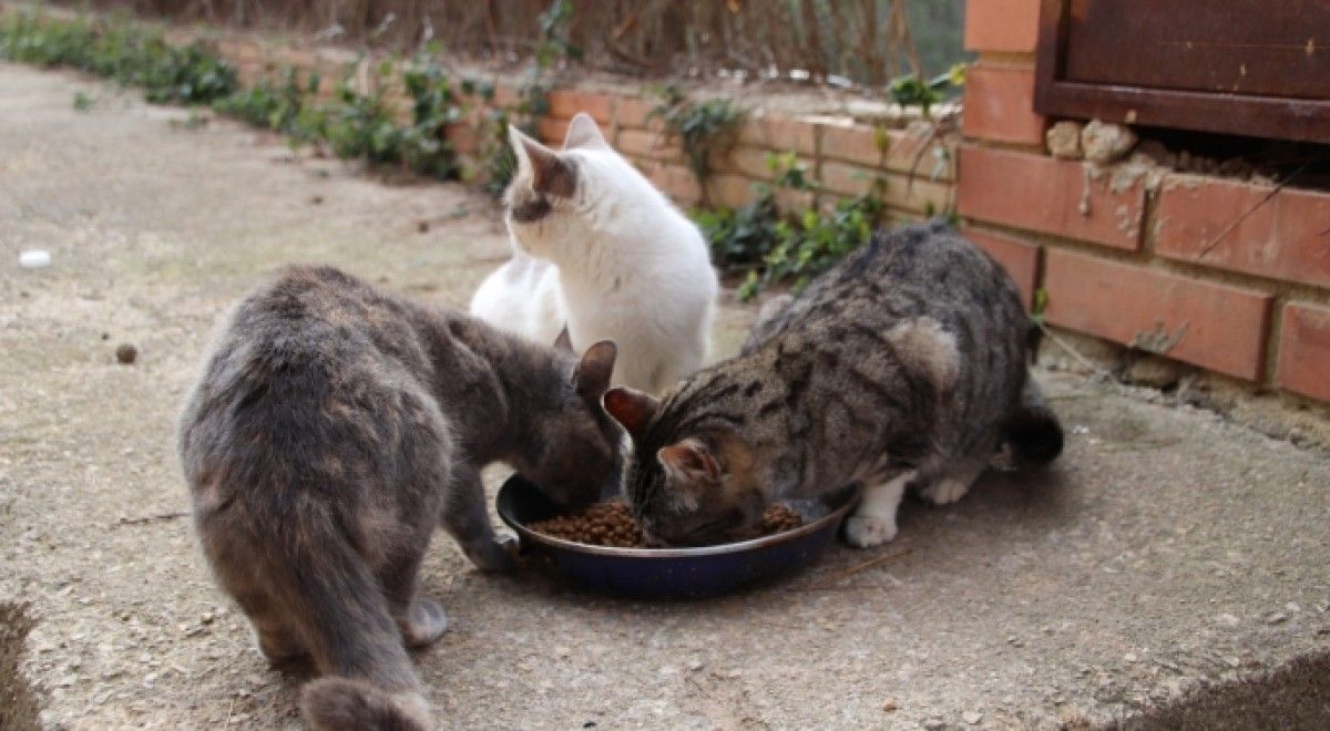 L'Ajuntament del Vendrell haurà d'adoptar mesures per garantir el benestar de la colònia de gats.