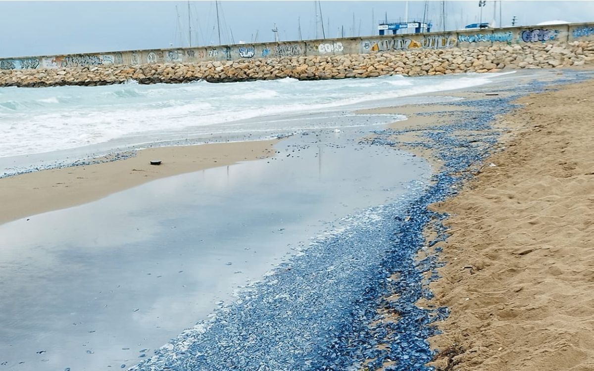 Un mantell blau de barquetes de Sant Pere ha cobert la platja de Roda de Berà.