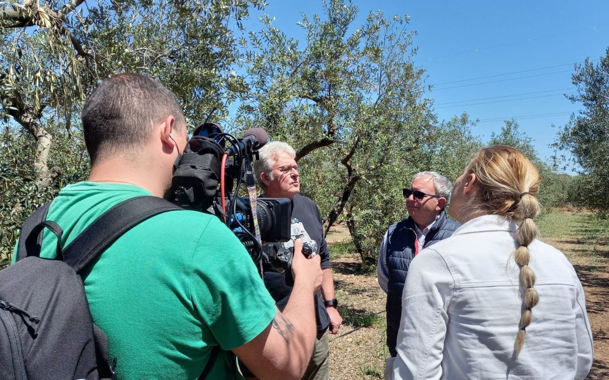 La Cooperativa de Cambrils i els camps d'oliveres van servir per explicar la producció agrícola