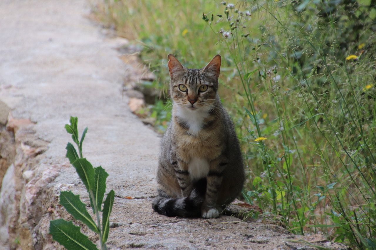 Imatge d'arxiu d'un gat de carrer