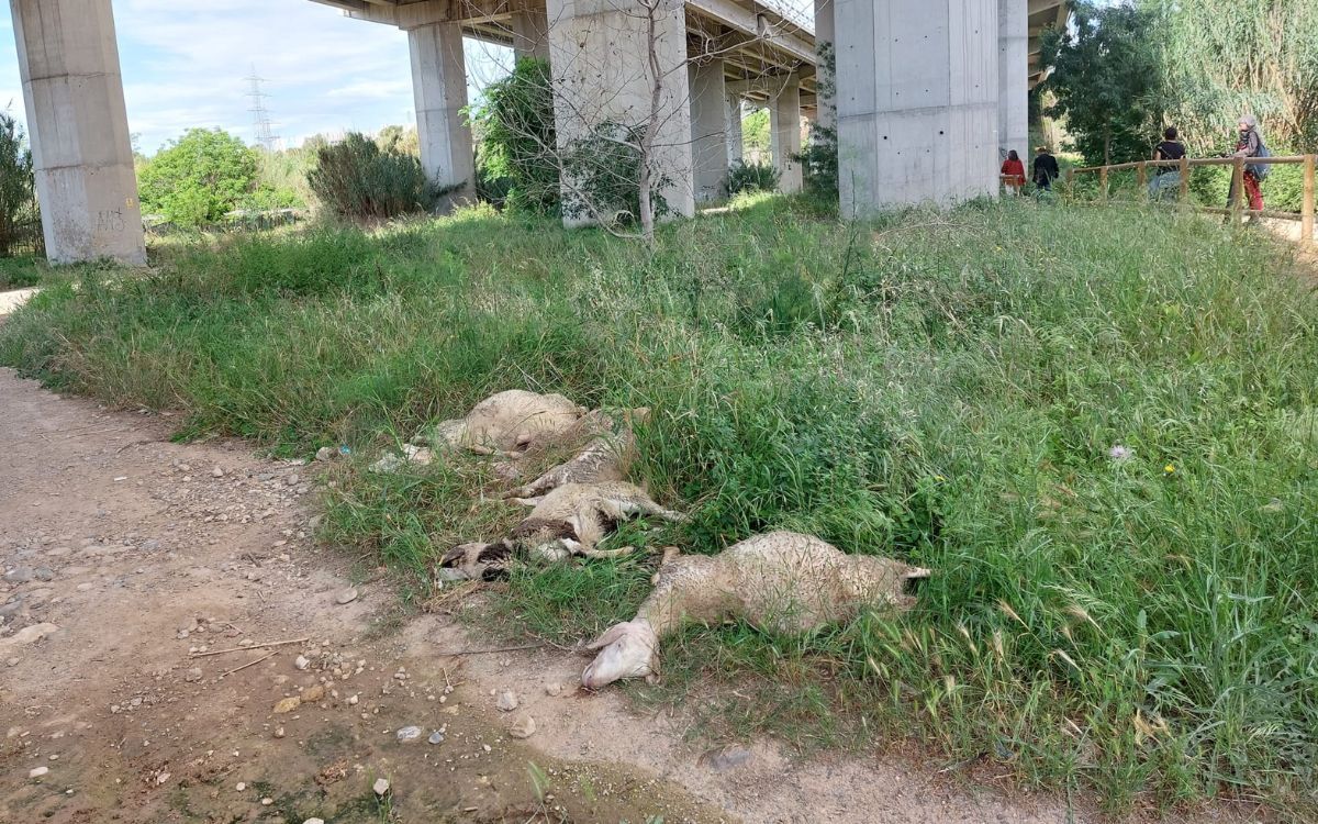 Imatge de les restes que ha trobat la usuària a tocar del Pont del Diable.