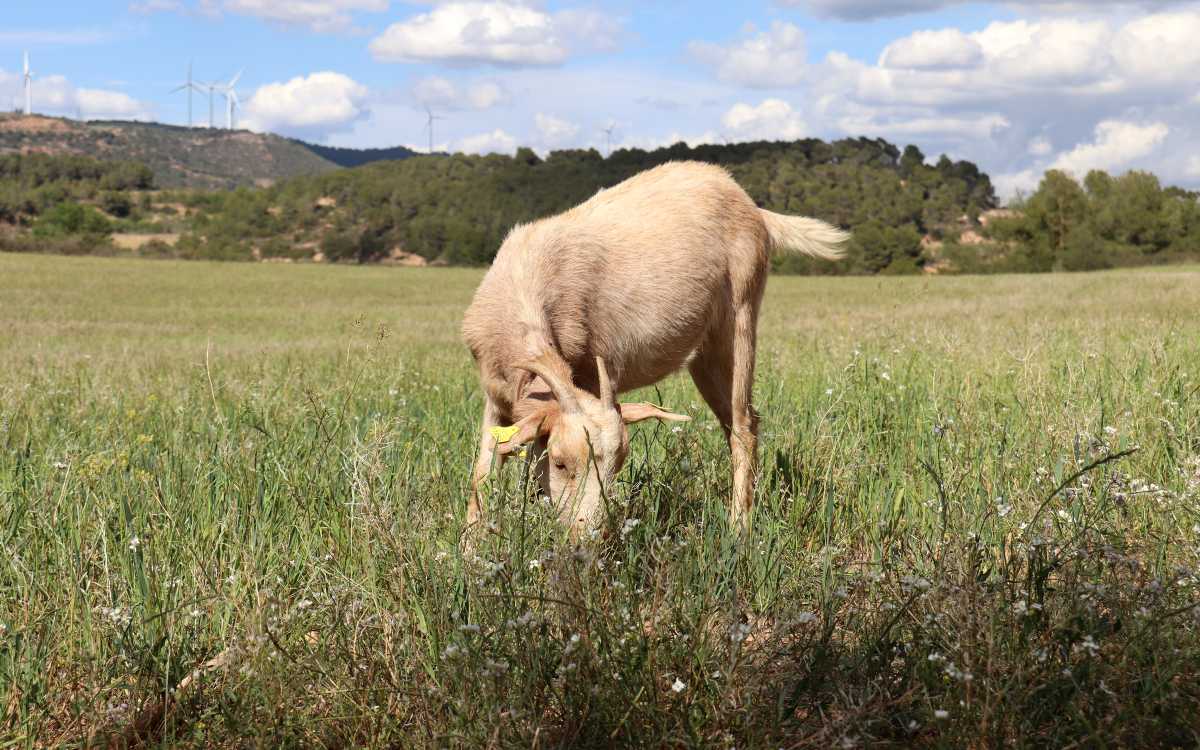 Imatge d'arxiu d'un animal del ramat a Solivella