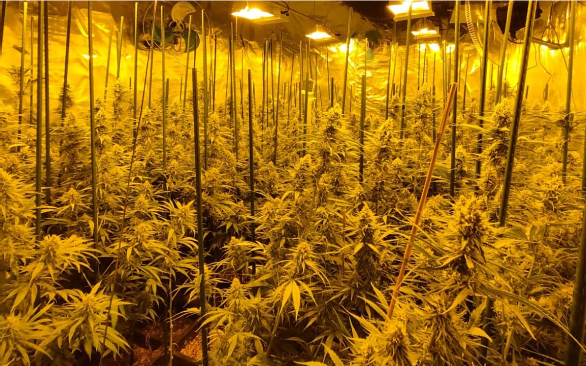 Els agents de la Guàrdia Civil van intervenir 678 plantes de marihuana en un xalet de Salou.