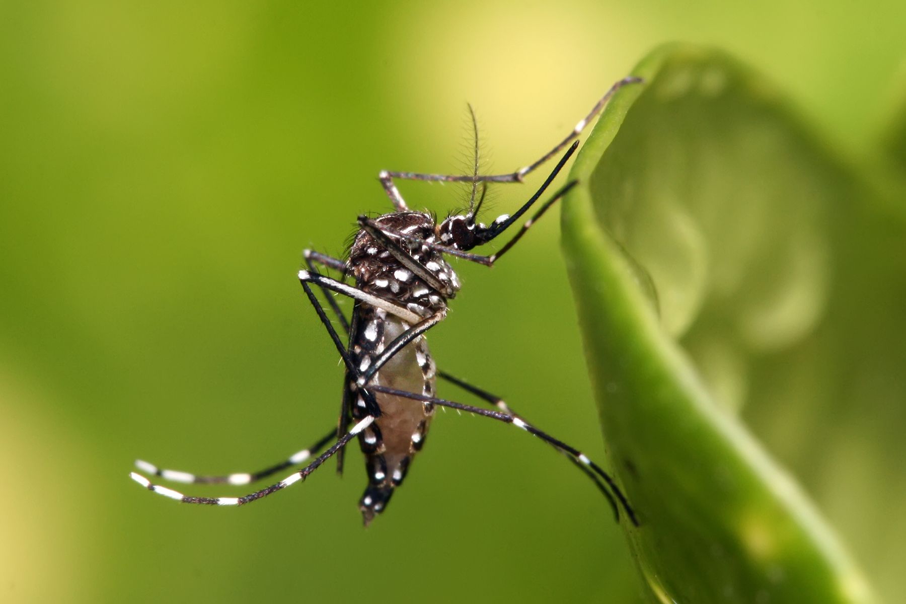 Imatge d'arxiu d'un mosquit del dengue, una malaltia vírica amb varietat de símptomes