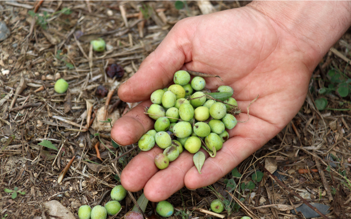 Unió de Pagesos preveu que la collita d'olives a Tarragona no serà molt alta.
