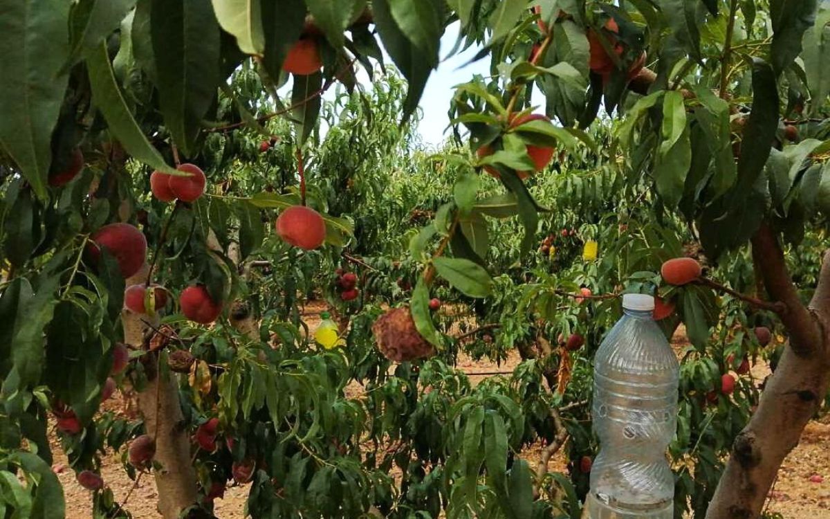 El sindicat agrícola assegura que les fruites estaven a punt per collir