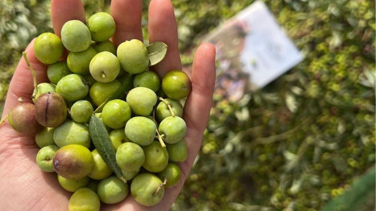 olives arbequina olis sole finca tarres mont roig nacio