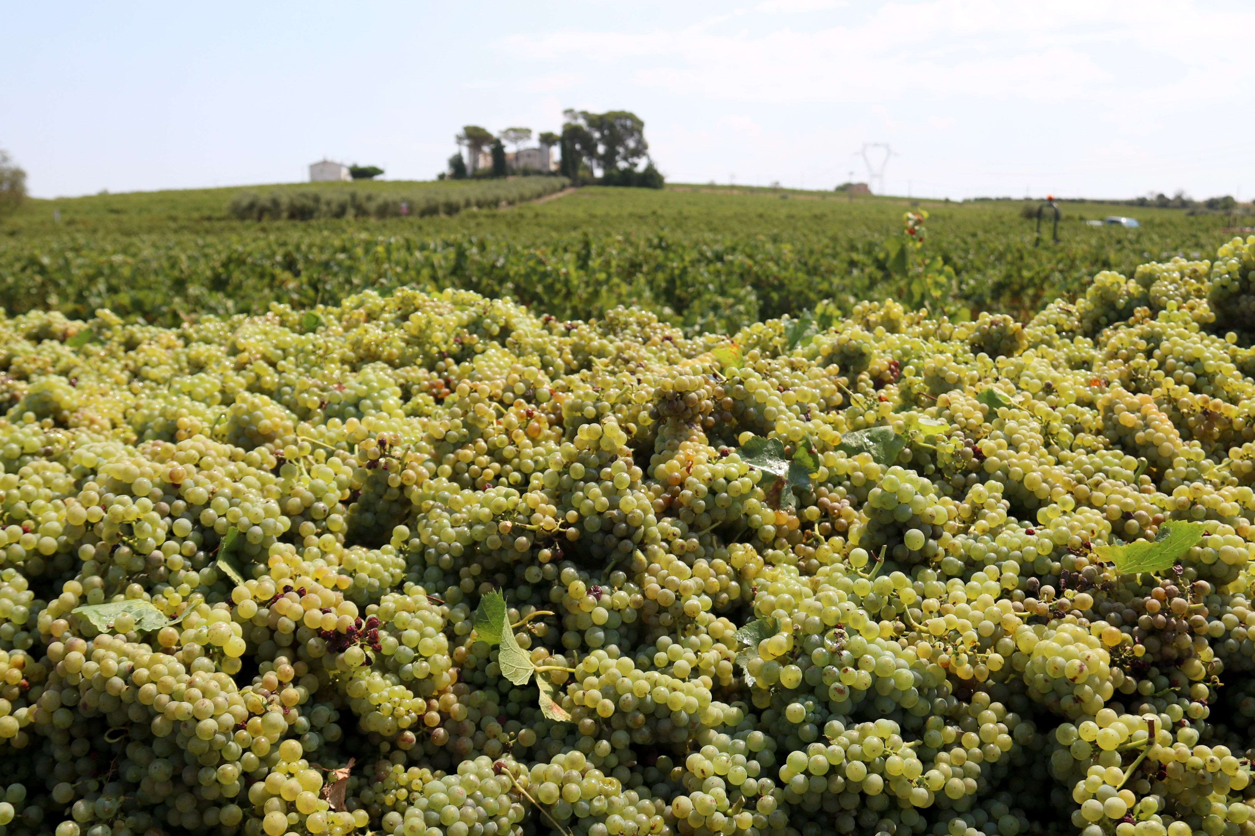 Verema al Penedès