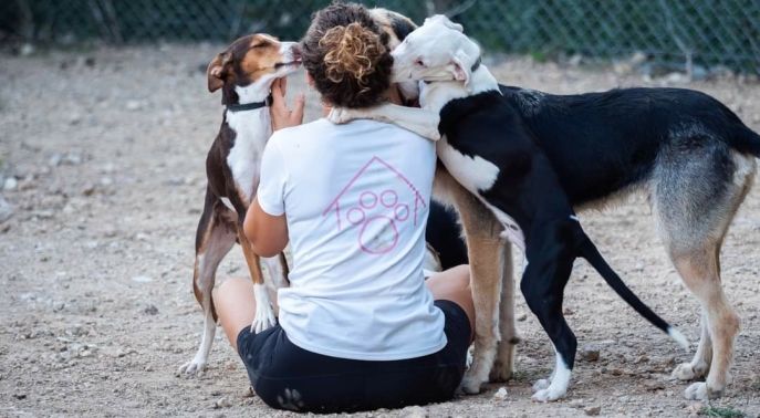 Gossos en adopció a Calafell