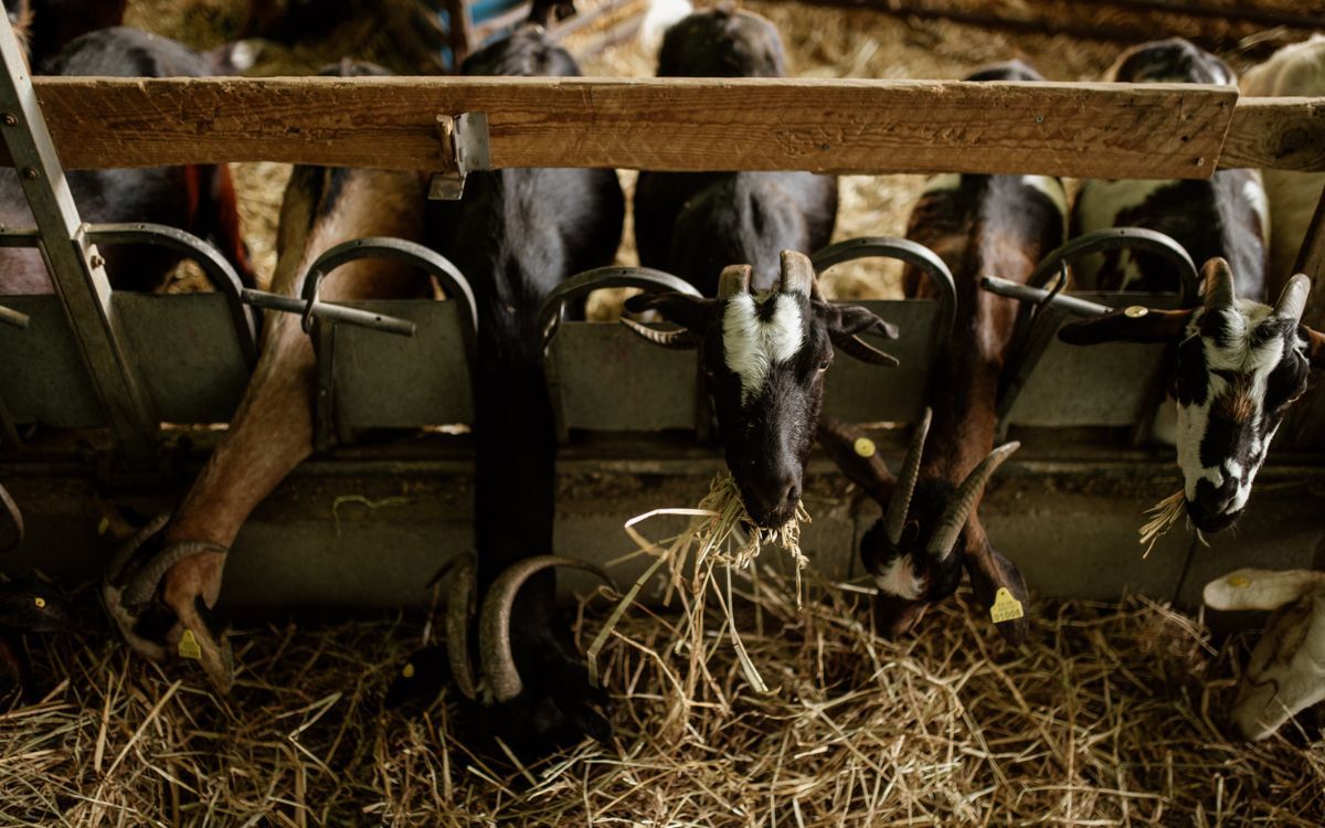 A La Segalla compten amb unes 140 cabres que pasturen als boscos de l'Albiol