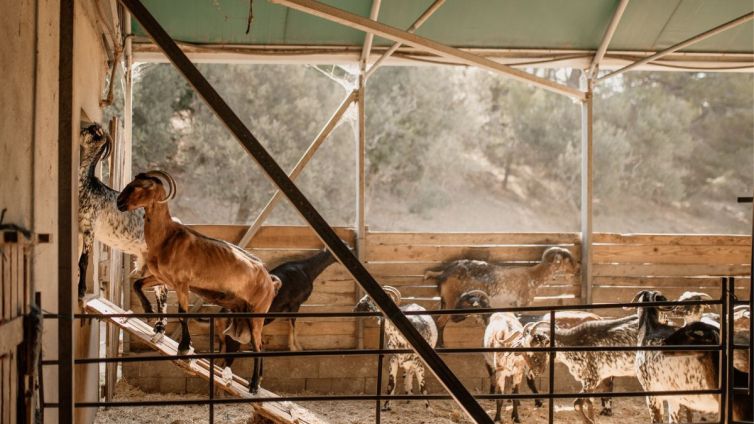 cabres payoya domestica la segalla ramats foc laia solanellas nacio