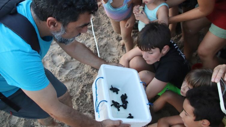 alliberament tortugues incubacio artificial savinosa tarragona acn 2024 nacio