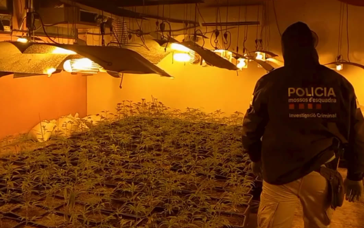 En total, els Mossos d'Esquadra han intervingut 1.250 plantes de marihuana a la Secuita.