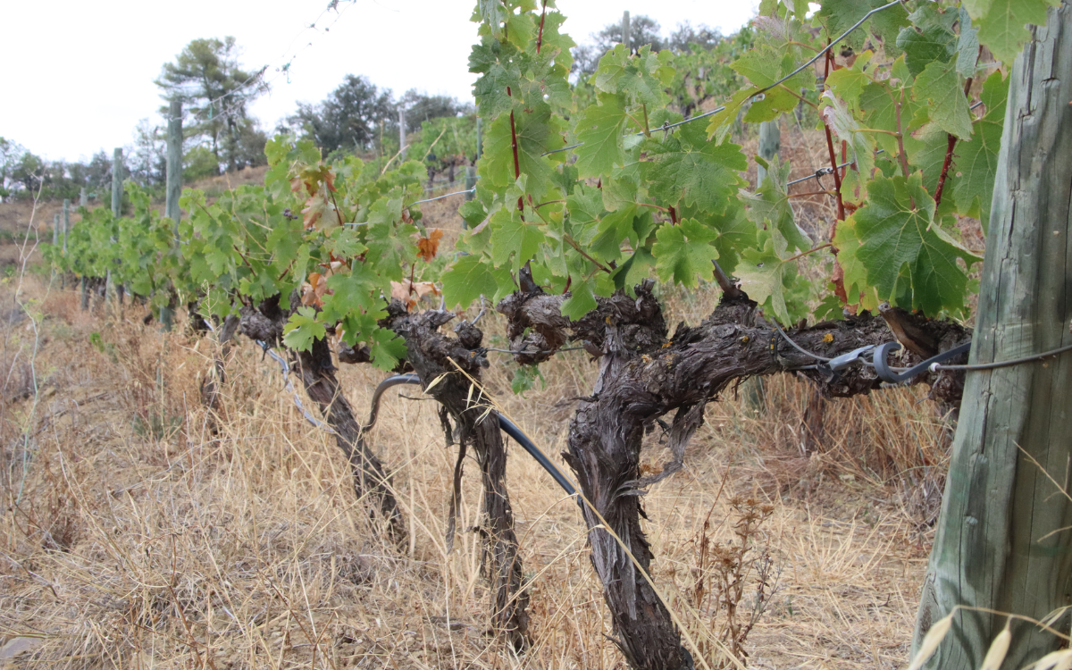 Imatge d'arxiu d'unes vinyes a la comarca del Priorat.