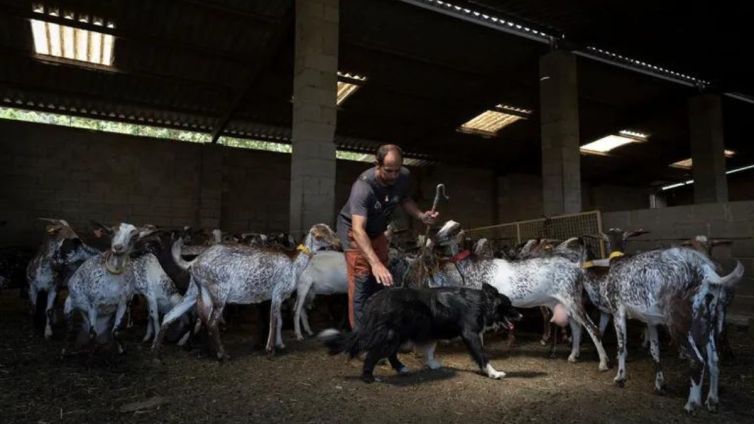 sergi serra formatge vall brugent capafonts national geographic nacio