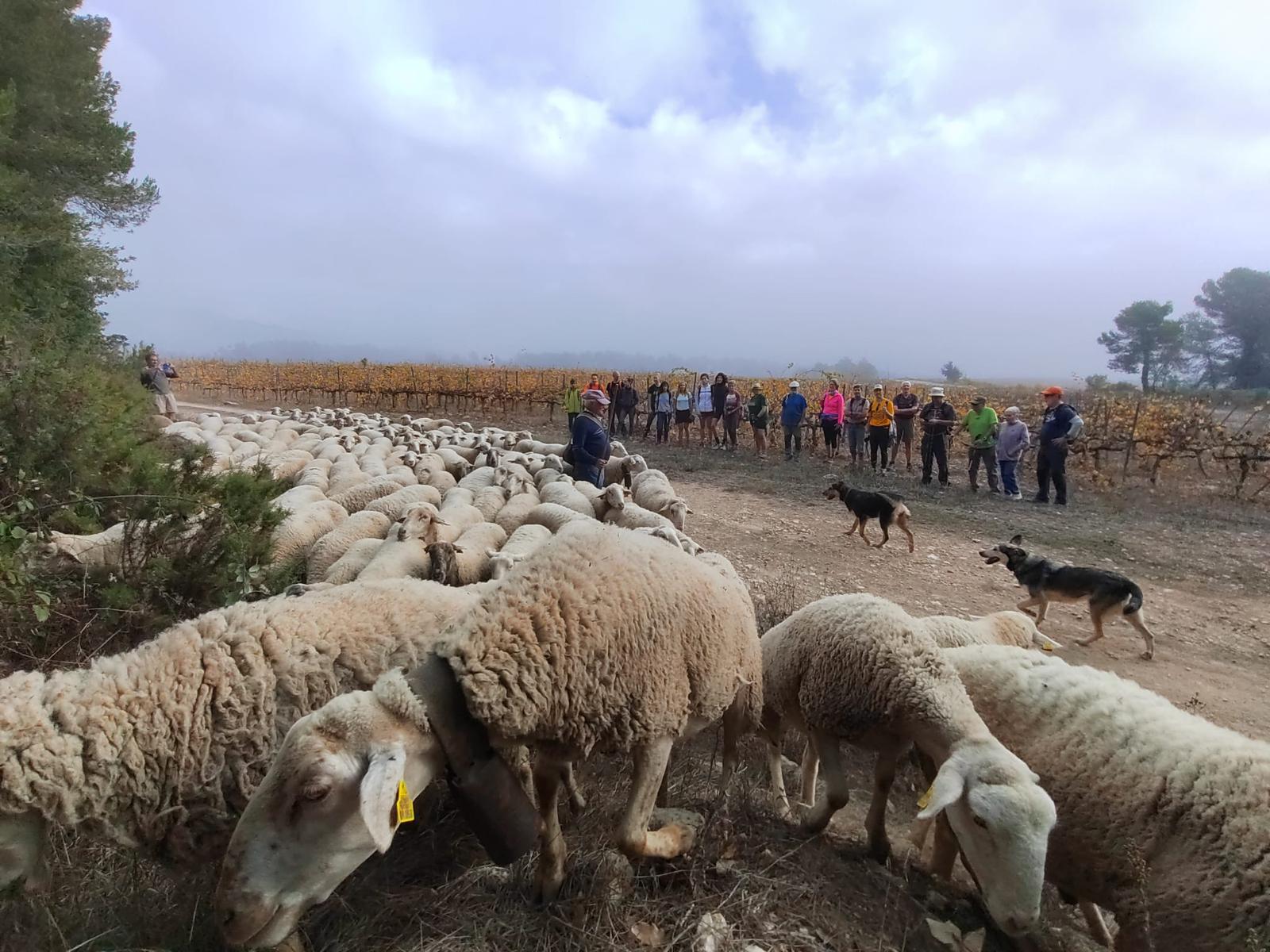 Les ovelles tornaran als camins de la comarca