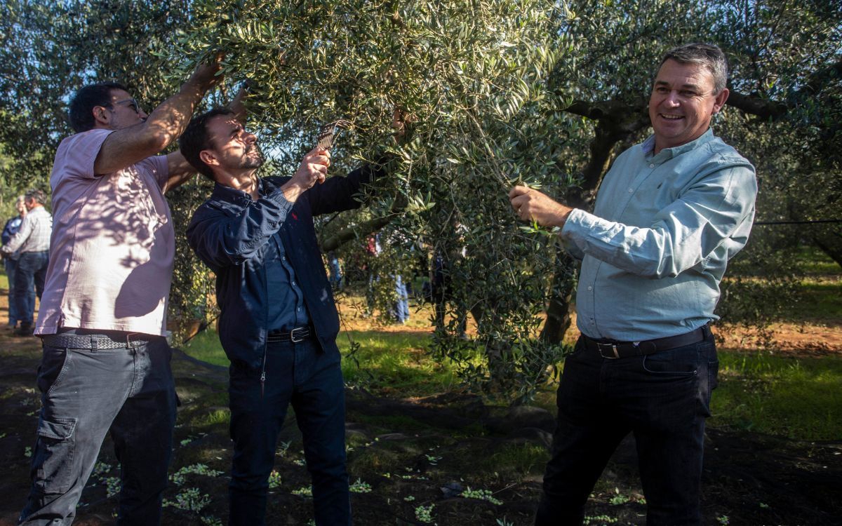 Tret de sortida a la collita de l'oliva DOP Siurana.