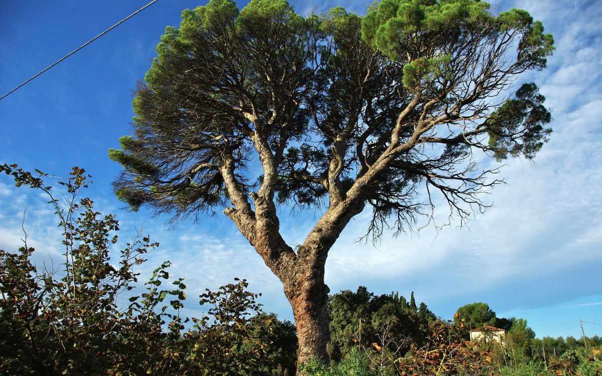 L'arbre era un dels pin pinyers més grans del país