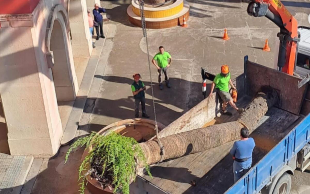 Imatge de la retirada de la palmera afectada