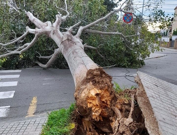 Un dels arbres caiguts a Calafell