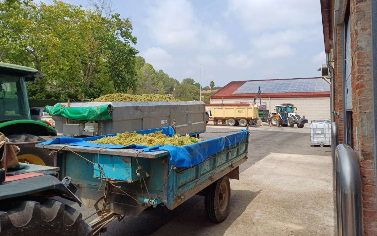 Imatge del celler de Vila-rodona