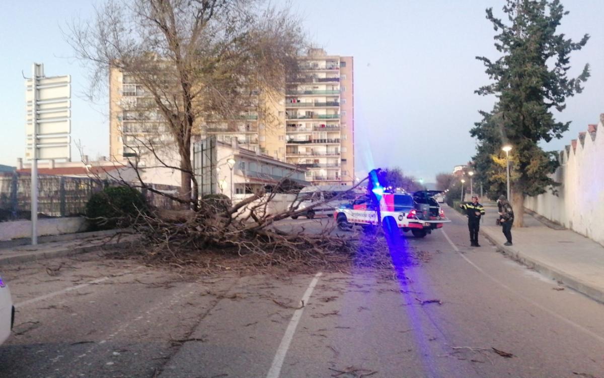 Imatge d'un dels arbres caiguts a la carretera del Pla