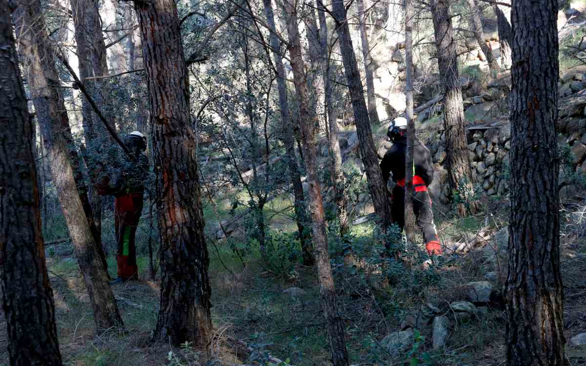 Dos operaris treballen en la neteja del sotabosc en un terreny de Vilaplana