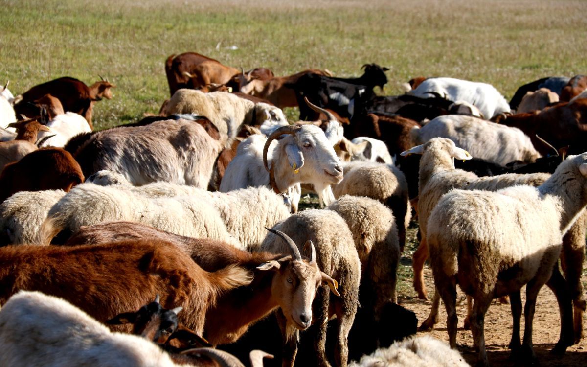 Ramat d'ovelles i cabres pasturant a la Conca de Barberà