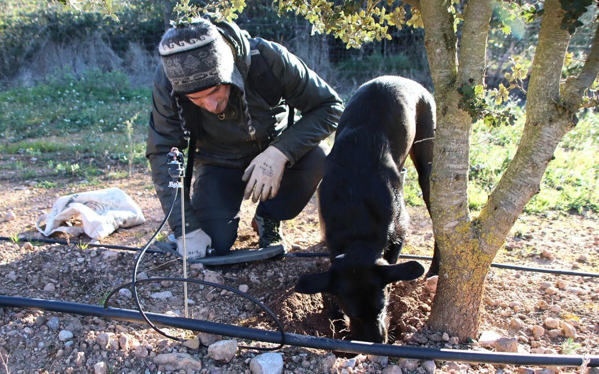 Un productor de la tòfona acompanyat d'un dels seus gossos