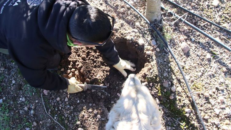 productors tofona tarragona acn nacio (2)