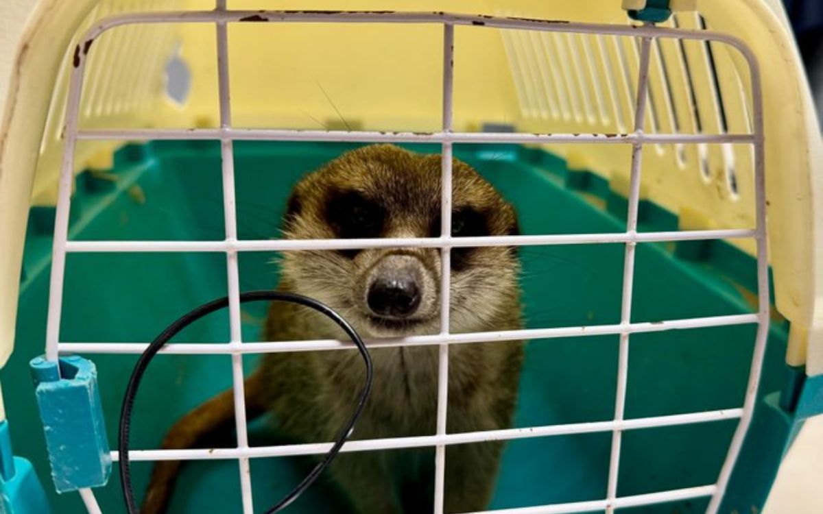 Imatge del Bosc, el suricata robat a la granja-escola de Reus.