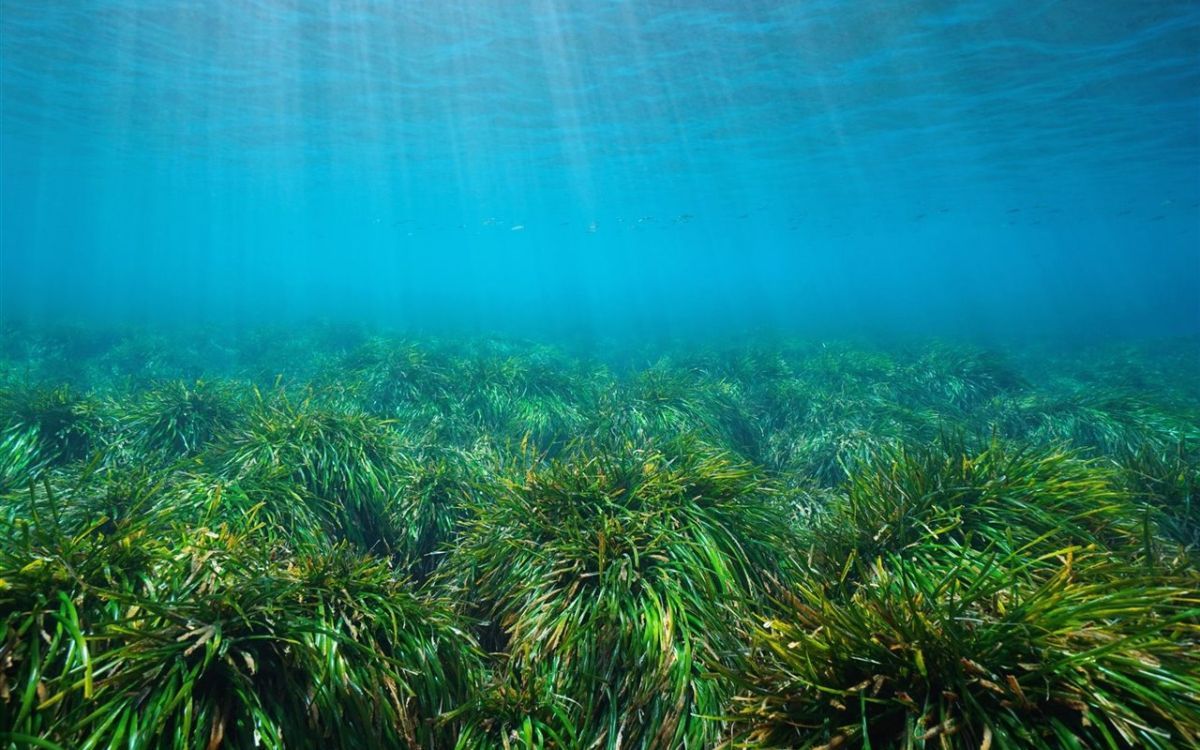 Imatge d'arxiu de la planta marina per excel·lència al Mediterrani