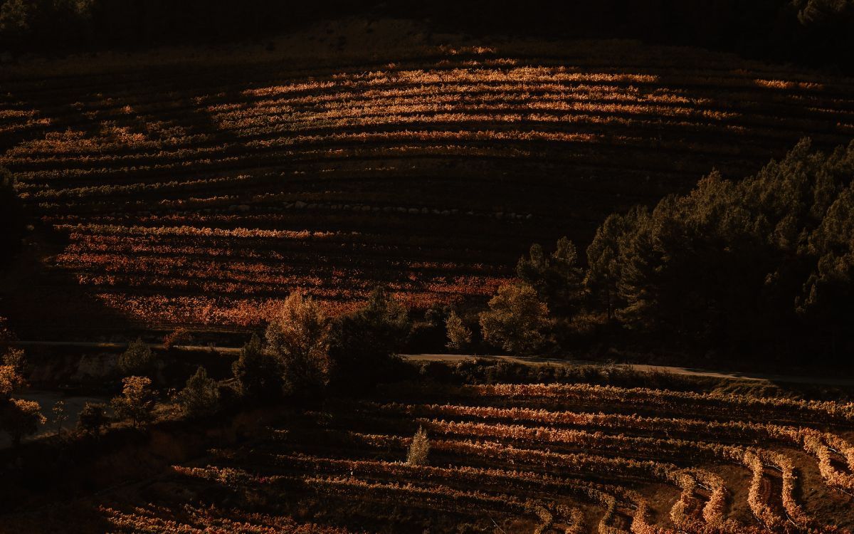 La comarca és coneguda arreu del món per ser terra de vins