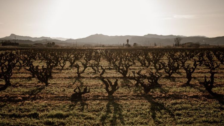 vinyes priorat laia solanellas (1)