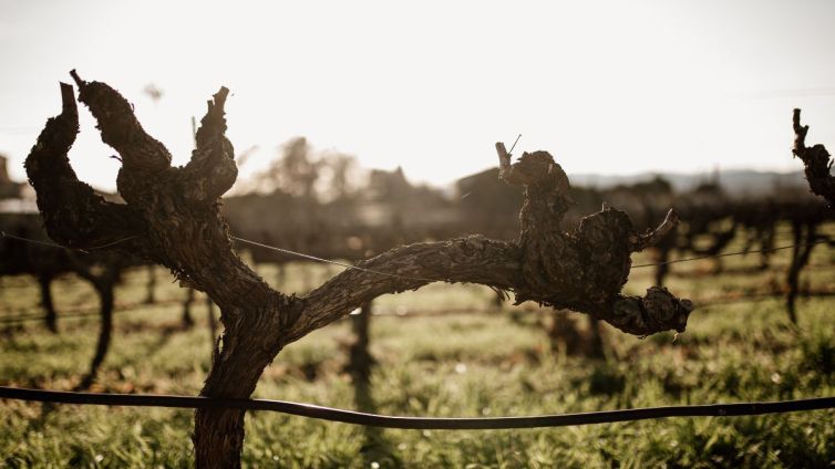 vinyes priorat laia solanellas (2)