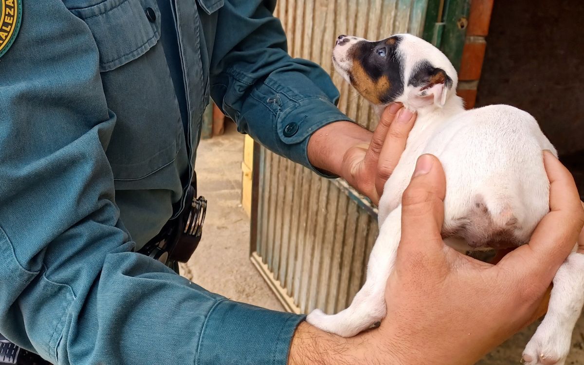 Imatge d'un dels cadells que la policia ha pogut rescatar del maltractament.