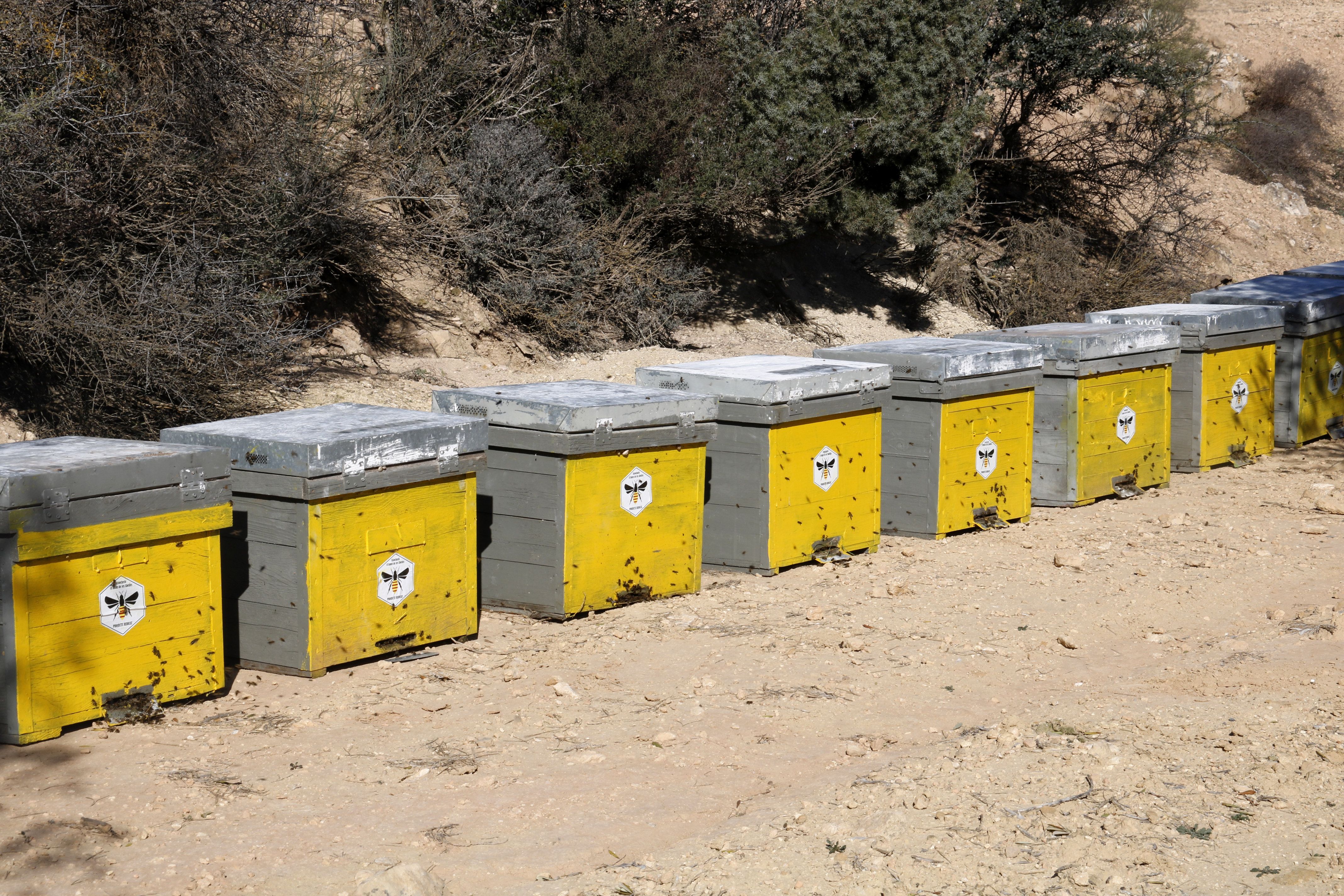 Imatge de les arnes d'abelles a la finca experimental de Maials