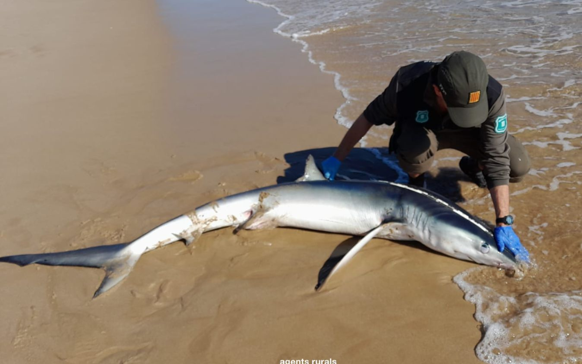 L'animal ha acabat morint a primera hora de la tarda a la platja de l'Arrabassada.