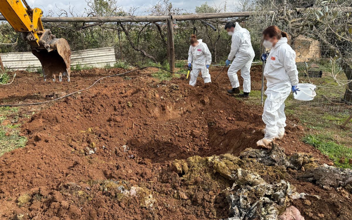 La finca dels horrors a Constantí amb ovelles i cabres mortes.