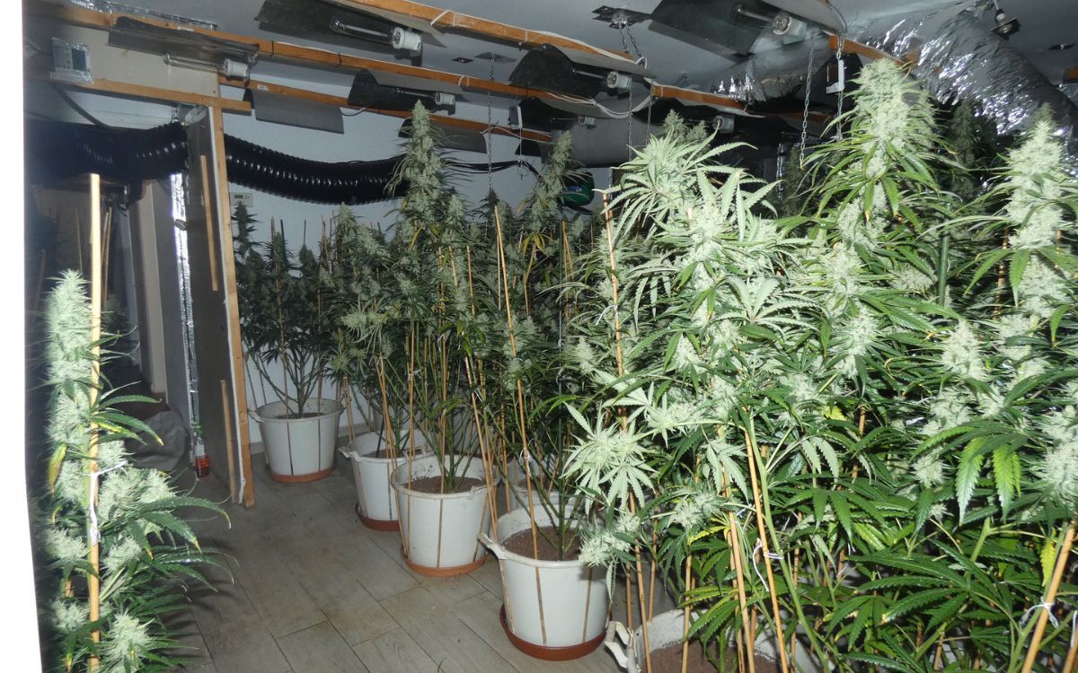 Els agents de la policia catalana van intervenir 131 plantes de marihuana a l'interior del xalet.