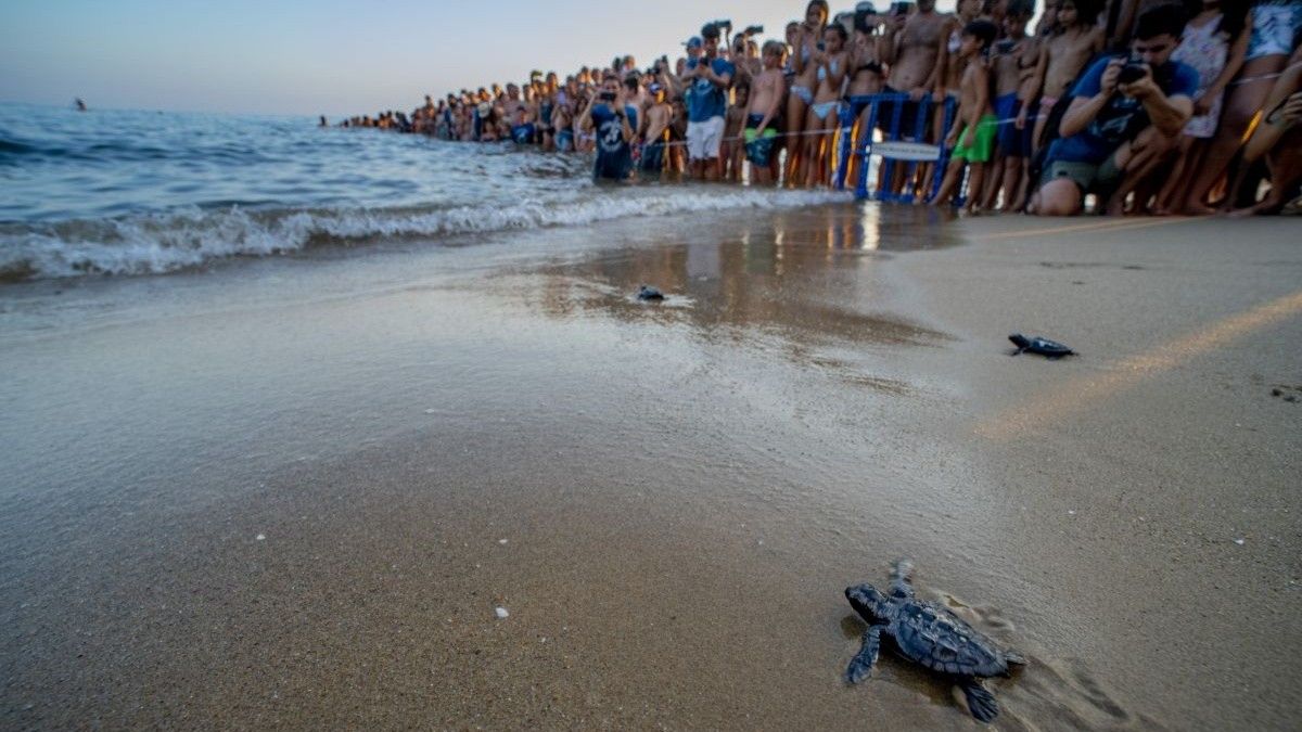 Imatge de diverses tortugues en el moment de ser alliberades a la platja de Coma-ruga.