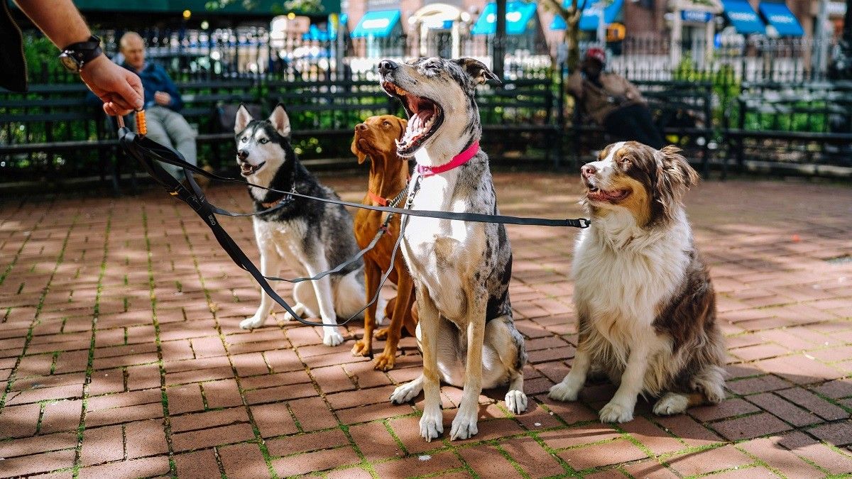 Imatge d'arxiu de quatre gossos en un parc.