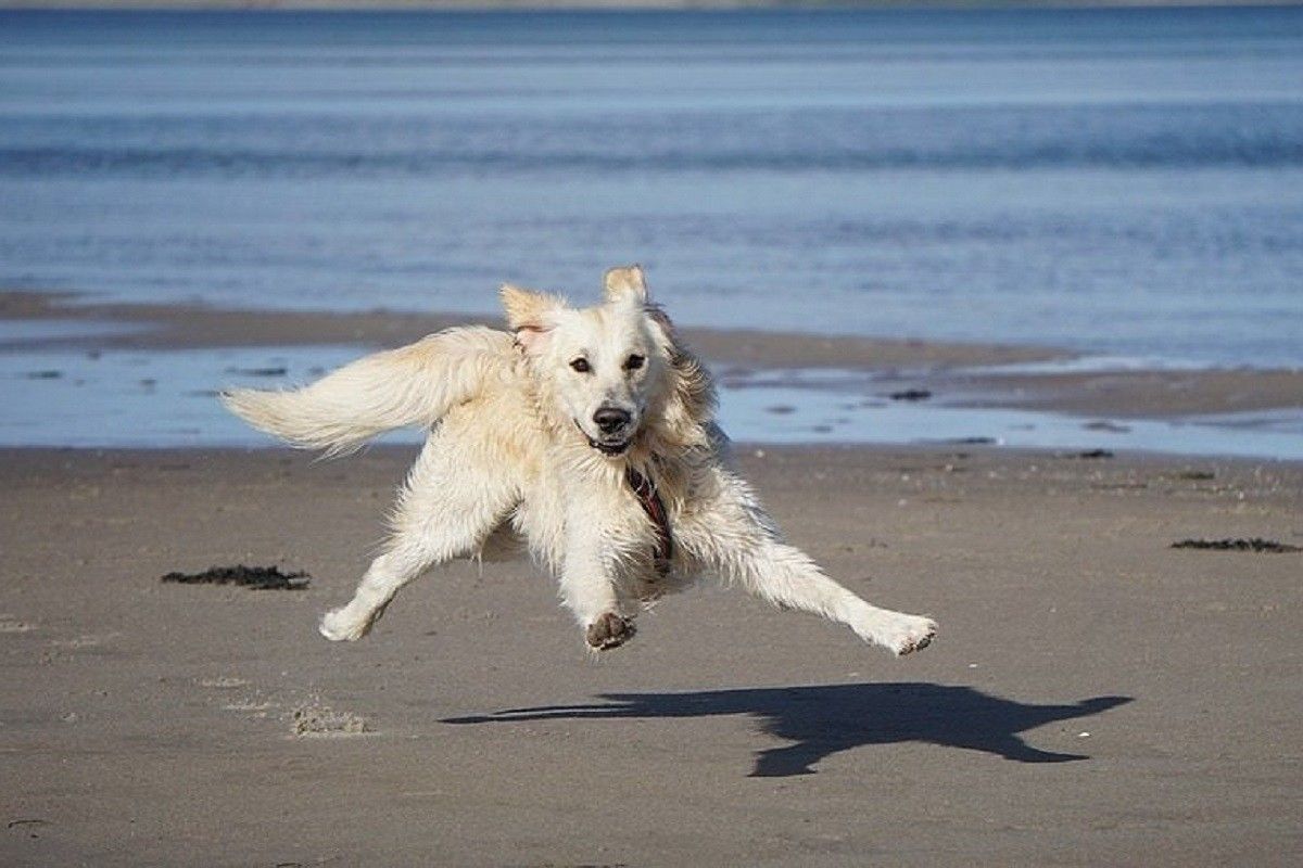 Un gos divertint-se a la platja.